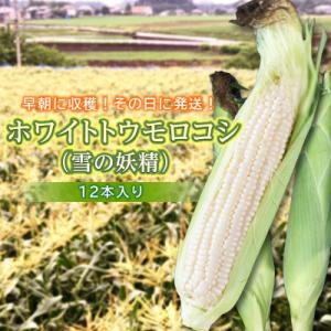 <2026年発送> ホワイトトウモロコシ(雪の妖精)12本入り F20E-698