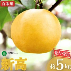 先行受付 和梨 新高 自家用 5kg [三条果樹専門家集団]【010P060】