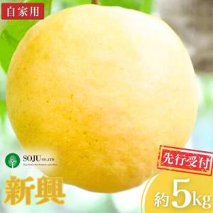先行受付 和梨 新興 自家用 約5kg 令和8年度 新潟県産 梨 【010P066】