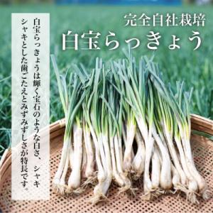 ふるさと納税 南さつま市 【鹿児島県産】白宝ら...の詳細画像2