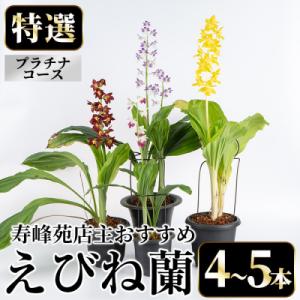 ふるさと納税 いちき串木野市 【個数限定】寿峰苑特選えびね蘭　店主おすすめ標準Pコース