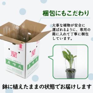 ふるさと納税 いちき串木野市 【個数限定】寿峰...の詳細画像1