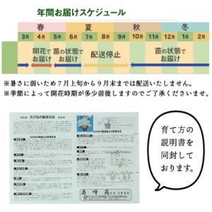 ふるさと納税 いちき串木野市 【個数限定】寿峰...の詳細画像2