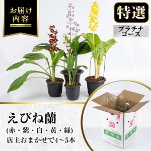 ふるさと納税 いちき串木野市 【個数限定】寿峰...の詳細画像3