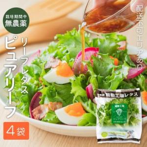 レタス ピュアリーフ 4個入り リーフレタス 栽培期間中 無農薬 新鮮 [No5698-1308]
