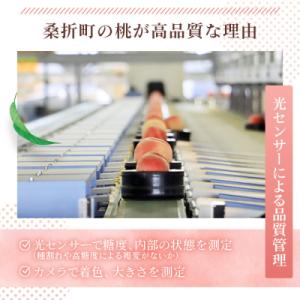 ふるさと納税 桑折町 もも【さくら・2026年...の詳細画像2
