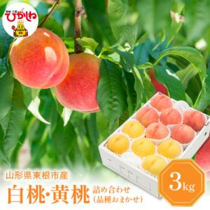 ふるさと納税 東根市 白桃&amp;黄桃 詰め合わせ (品種おまかせ) 3kg (7〜12玉) 東根農産セン...