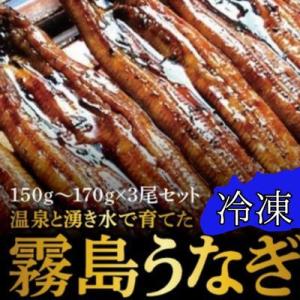 ふるさと納税 霧島市 &lt;冷凍でお届け&gt;霧島市育ちのあの「うなぎ」150〜170g×3尾【田代水産】　...