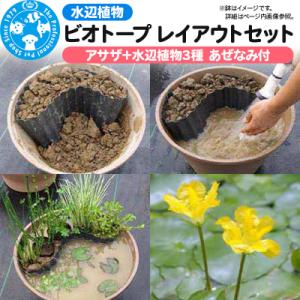 ふるさと納税 邑楽町 水辺植物 ビオトープレイアウトセット(アサザ+水辺植物3種 あぜなみ付)|09...