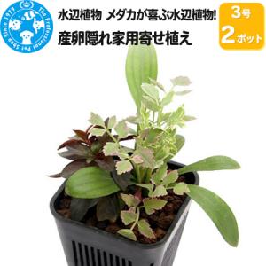ふるさと納税 邑楽町 水辺植物 メダカが喜ぶ水辺植物!産卵隠れ家用寄せ植え 3号( 2ポット|09_...