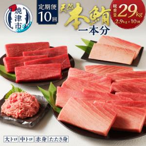 ふるさと納税 焼津市 【定期便10回】本鮪 1本 総重量約29kg(各月約2.9kg)(m10-002)｜y-sf