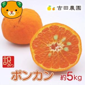 【高評価★4.3】 数量限定 先行受付 訳あり ポンカン 5kg みかん 吉田農園 愛南町 愛媛県