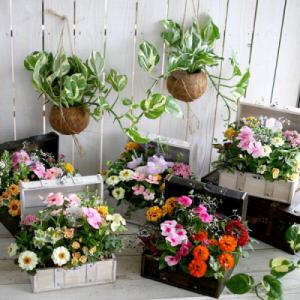 ふるさと納税 山口市 花うるるのおまかせ寄せ植...の詳細画像1