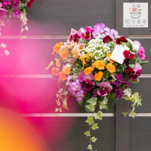 ふるさと納税 山口市 パンジー・ビオラの花うる...の詳細画像1