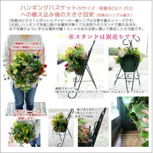 ふるさと納税 山口市 パンジー・ビオラの花うる...の詳細画像2