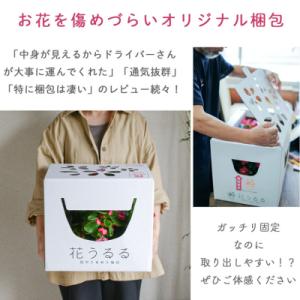 ふるさと納税 山口市 パンジー・ビオラの花うる...の詳細画像3