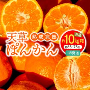 ふるさと納税 天草市 香りを食す!熟成完熟天草ぽんかん 1月発送 約10kg箱 秀品〈先行受付〉_S...