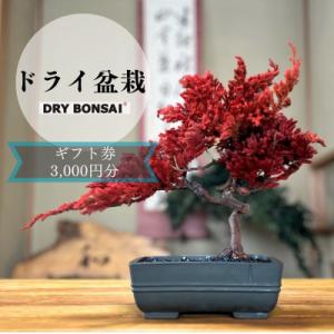 ふるさと納税 京都市 【ドライ盆栽】ギフト券 3,000円分(ワークショップ・作品購入に使用可能)