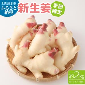 【先行受付】新生姜2kg 季節限定 農家直送 甘酢漬け ガリ しょうが【R01548】