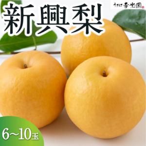 ふるさと納税 うきは市 【先行受付】春光園 新興梨 6から10玉 (約3kg)