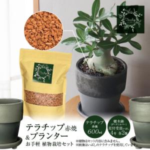 ふるさと納税 碧南市 三河焼植木鉢ダークシルバー【テラチップ赤焼】植物栽培セット H188-002