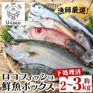 ふるさと納税 肝付町 漁師厳選!ロコフィッシュ(地魚) 下処理済 鮮魚 ボックス(約2〜3kg)　A78003
