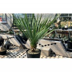 ふるさと納税 金武町 【沖縄育ちの観葉植物】人...の詳細画像3