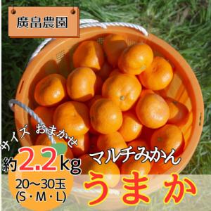 ふるさと納税 佐那河内村 丹精込めて育てました!マルチみかん「うまか」　 ※11月中旬頃から発送　※...