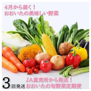 ふるさと納税 国東市 4月からお届け!おおいたの旬野菜定期便/計3回発送_2394R｜y-sf