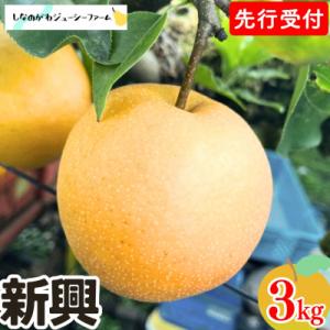 [2026年産先行受付] 和梨 新興 約3kg 令和8年度 新潟県 三条市産 梨 【010S492】