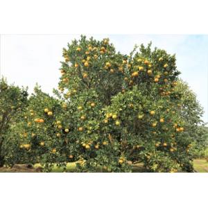 ふるさと納税 土佐清水市 【令和9年発送 訳あ...の詳細画像2