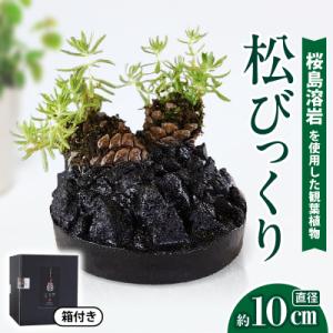 ふるさと納税 鹿児島市 火山の贈り物 ミニ観葉植物『松びっくり』 溶岩土台松ぼっくり苔植物　K089...