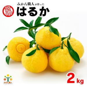 先行受付 訳あり はるか 2kg みかん 柑橘 フルーツ 果物 みかん職人武田屋