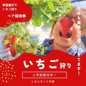 ふるさと納税 東伊豆町 いちご狩り体験チケット  2名分食べ放題30分練乳付き いちごらんど中西 伊...