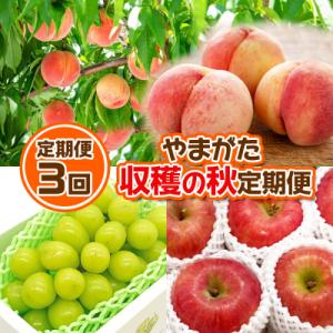 ふるさと納税 山形市 【定期便3回】やまがた 収穫の秋定期便【令和8年産】FS24-535