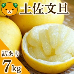 【先行予約:2027年度2月上旬～ 】訳あり 土佐文旦 7kg 文旦 ぶんたん 愛南町青果市場