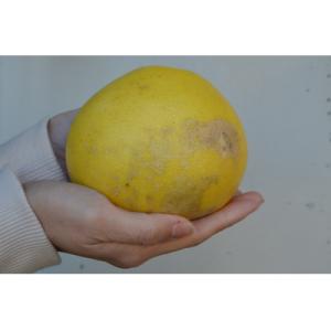ふるさと納税 越知町 【さとふる限定】【生産者...の詳細画像2