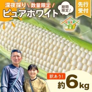 2026年6月下旬以降発送 訳あり 深夜採り とうもろこし ピュアホワイト 約6kg 先行受付