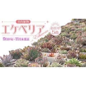 ふるさと納税 八千代町 【9月中旬〜11月末発送...の商品画像