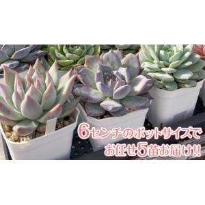 ふるさと納税 八千代町 【9月中旬〜11月末発...の詳細画像1