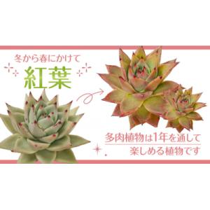 ふるさと納税 八千代町 【9月中旬〜11月末発...の詳細画像2