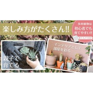 ふるさと納税 八千代町 【9月中旬〜11月末発...の詳細画像3