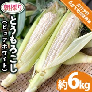 2026年6月下旬以降発送 朝採り とうもろこし ピュアホワイト約6kg[AX060ya]
