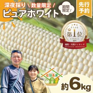 2026年6月下旬以降発送 深夜採りとうもろこし ピュアホワイト 約6kg [AX028yas]