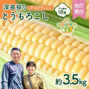ふるさと納税 八千代町 【先行受付】6月中旬以降発送 深夜採り とうもろこし ゴールドラッシュ 約3.5kg AX058ya