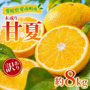 訳あり 甘夏 8kg 柑橘 フルーツ 果物 愛媛県 愛南町 愛南町青果市場