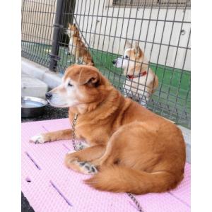 ふるさと納税 鹿児島市 【鹿児島市の動物愛護活...の詳細画像1
