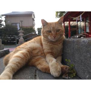 ふるさと納税 鹿児島市 【鹿児島市の動物愛護活...の詳細画像2