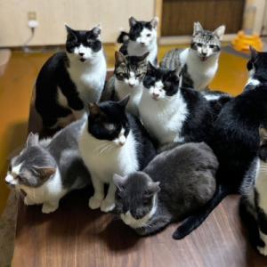 ふるさと納税 土佐清水市 のらねこゼロプロジェ...の詳細画像3