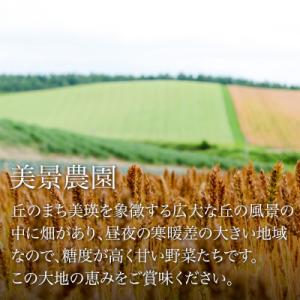ふるさと納税 美瑛町 野菜セット ≪令和8年産予約受付!≫美景農園　秋の野菜セット